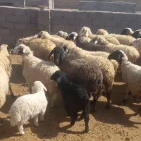 ۲۶ راس میش زایده