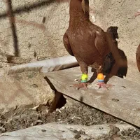 ،نر سرخ شاخدار،کاکلی