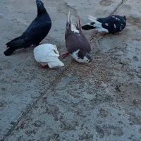 کفتررنگه|پرنده|رادکان, |دیوار