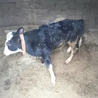 گوساله نر|حیوانات مزرعه|اسفرورین, |دیوار