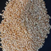 گندم آبی و دیم