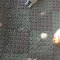 سگ پاکوتاه|سگ|خلخال, |دیوار