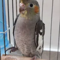 جوجه عروس هلندی