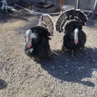 بوقلمون|حیوانات مزرعه|بم, |دیوار