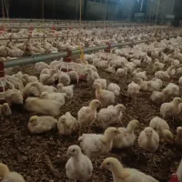 کارگر سالن مرغداری