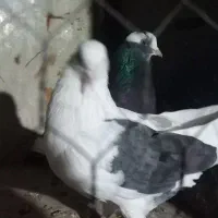 کبوتر غریب