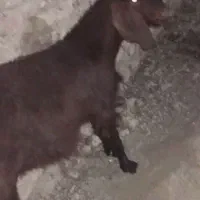 کهره چاق وچله|حیوانات مزرعه|زابل, |دیوار