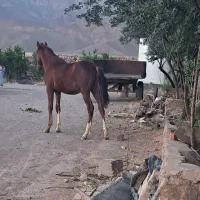 کره اسب نژاد درشور