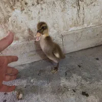 اوردک|حیوانات مزرعه|کوهدشت, |دیوار