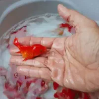 پخش ماهی قرمز کیفیت اعتبارماست