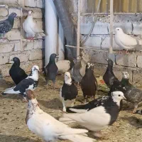 کبوتر کفتر برای نوبازی