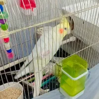 عروس هلندی جف مولد سخنگو