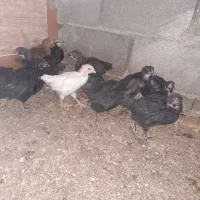 جوجه مرغ خروس جهادی بلک52روزه اکسنخورده پاینوبخون|حیوانات مزرعه|شاهرود, |دیوار