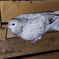 کبوتر پرشی|پرنده|سبزوار, کراب|دیوار