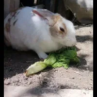 خرگوش بازیگوش