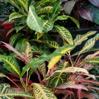 نخل ماداگاسکار موجوده|گل مصنوعی|اسفراین, |دیوار