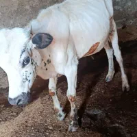 گوساله دورگه نر سالم