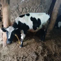 گوساله  نر|حیوانات مزرعه|چاراویماق, |دیوار