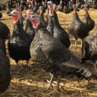 بوقلمون محلی/بزمی