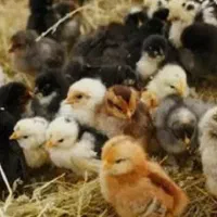 فروش مرغ جوجه|حیوانات مزرعه|جوانرود, |دیوار