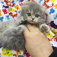 اسکاتیش بلو پوینت