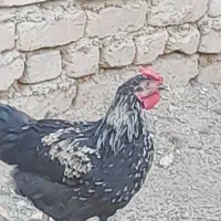 مرغ نژاد دار وتخم گذار|حیوانات مزرعه|هشتگرد, هیو|دیوار