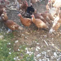 حراج فوری بوقلمون|حیوانات مزرعه|محمدیه-قزوین, |دیوار