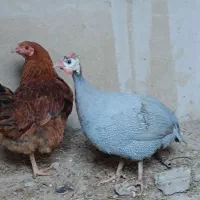 مرغ شاخدار|حیوانات مزرعه|شیراز, شهرک بهار|دیوار