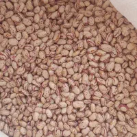 لوبیا چیتی خوش پخت و درشت تازه برداشت شده
