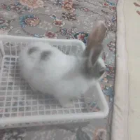 خرگوش سفید خیلی ناز