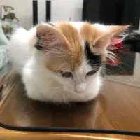 گربه DLH 6 ماهه|گربه|اندیشه, اندیشه فاز ۴|دیوار