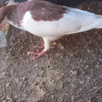 خال سرخ