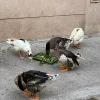 فروش۱۳ عدد غاز اکراینی، غوقاز و هوایی، در حال تخم|حیوانات مزرعه|ساری, |دیوار