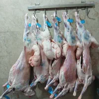 گوسفند زنده،گوشت