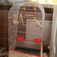 عروس هلندی نرو ماده دستی|پرنده|مشهد, شهرک مهرگان|دیوار