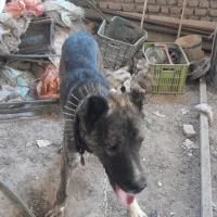 واگذاری سگ|سگ|سبزوار, اسلام آباد|دیوار