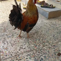 مرغ کرچ و خروس عربی