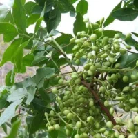 ون تازه