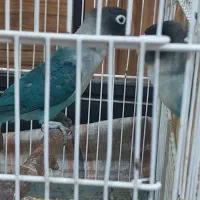 جفت طوطی برزیلی مولد