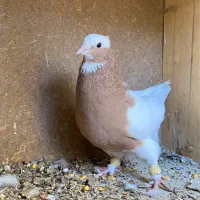 کبوتر کفتر|پرنده|شیراز, گل سرخ|دیوار