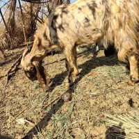 بز فروشی|حیوانات مزرعه|فاریاب, |دیوار