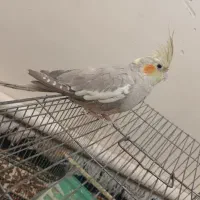 عروس هلندی ماده آماده