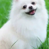 پامرانین ماده