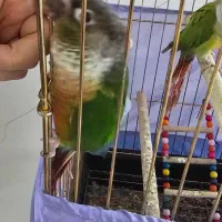 طوطی گرینچیک|پرنده|تهران, مشیریه|دیوار