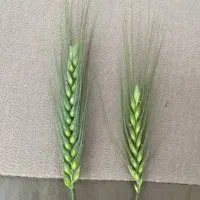 کود تقویت خاک و ریشه مخصوص گندم/جو/کلزا/انغوزه