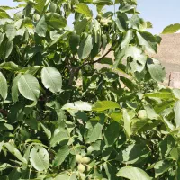 فروش یا معاوضه زمین کشاورزی|فروش دفتر صنعتی، کشاورزی، تجاری|دماوند, دماوند|دیوار