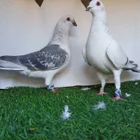 سلام فروش سه جفت کبوتر