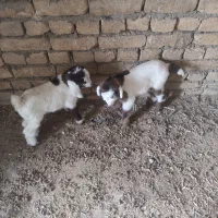 بزه|حیوانات مزرعه|رضویه, |دیوار