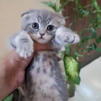 بچه گربه اسکاتیش|گربه|قم, شهرک قدس|دیوار