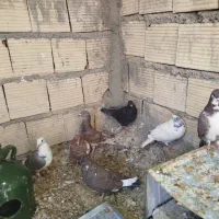 کفتر خوب مفت|پرنده|شیراز, شهرک کوشکک|دیوار